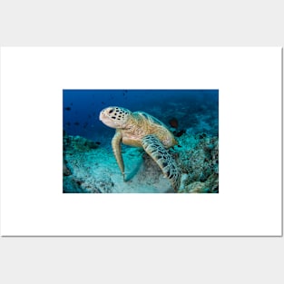 Green turtle resting on reef (C024/7730) Posters and Art